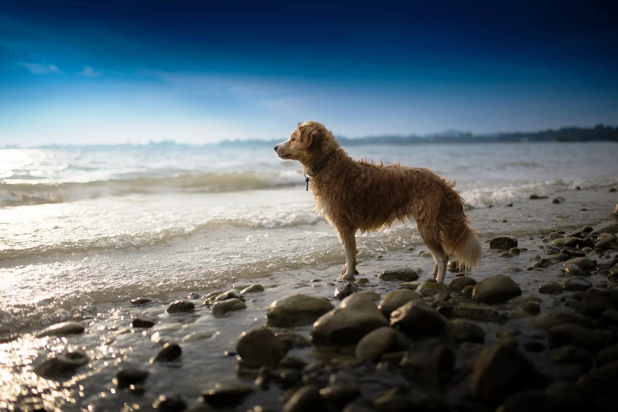 Собака на море. Собачка на берегу моря. Пес на берегу моря. Щенок на берегу моря.