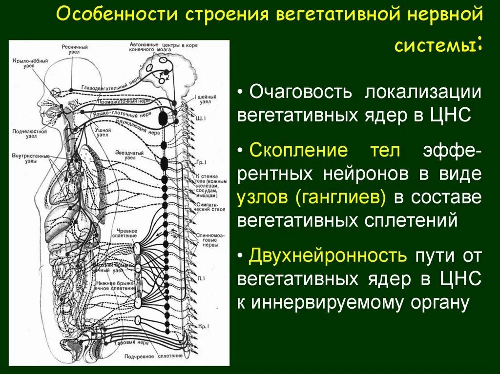Ганглии вегетативной нервной системы. Строение вегетативной нервной системы. Вегетативная нервная система анатомия. Узлы вегетативной нервной системы.
