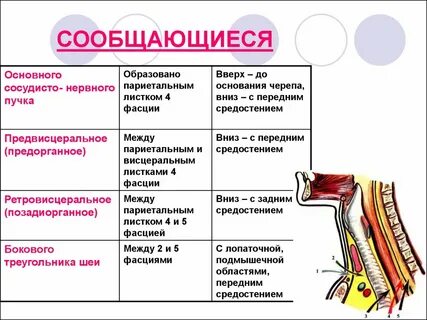 Сосудисто нервного
