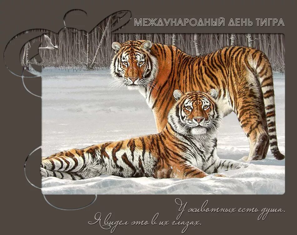 Открытка с тигром. С днем тигра открытки. Вышивка тигры на снегу. Открытки красивой тигрицы.