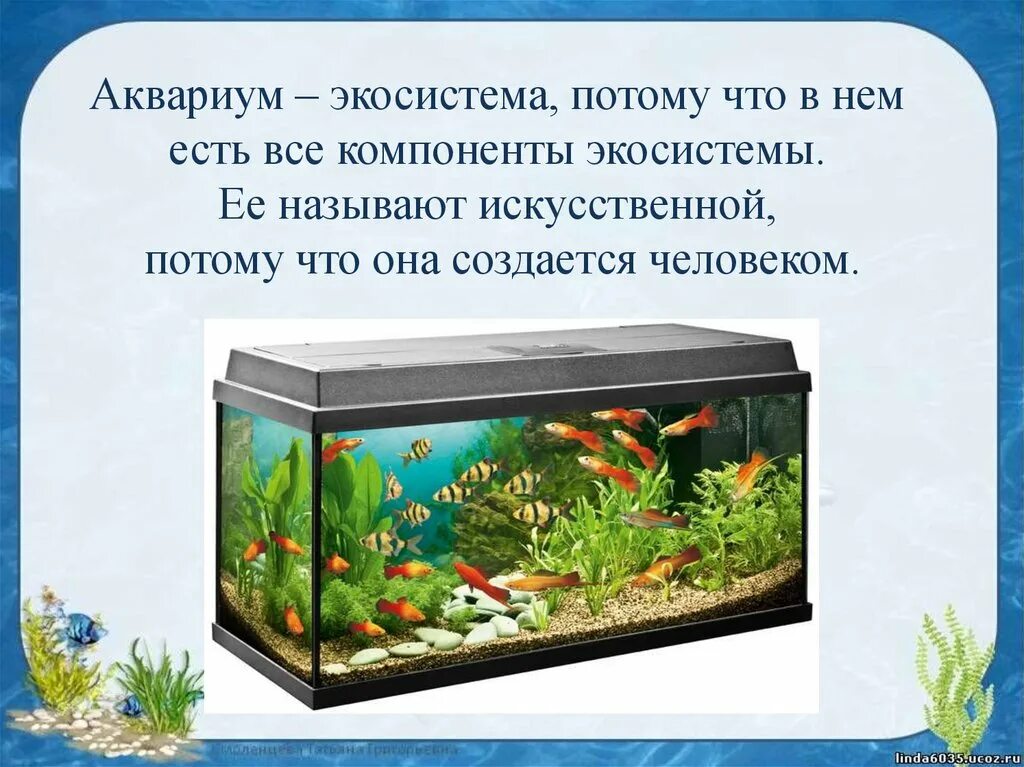 Экосистема аквариума. Аквариум искусственная экосистема. Аквариум маленькая искусственная экосистема. Искусственный биогеоценоз аквариум.