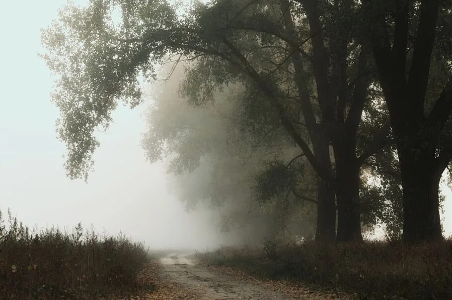 Ветвь туманного дерева. Ветки в тумане. Ветви деревьев в тумане. Туман воспоминаний. Ветка на дороге.