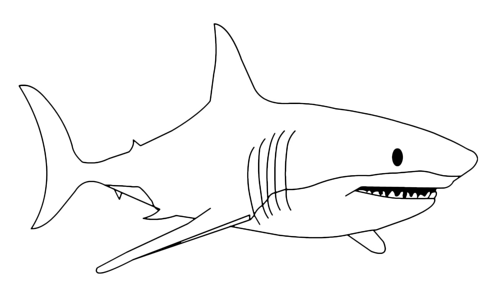 Раскраски акула. Акула раскраска. Акула раскраска для детей. Белая акула раскраска для детей. Акула детская раскраска.