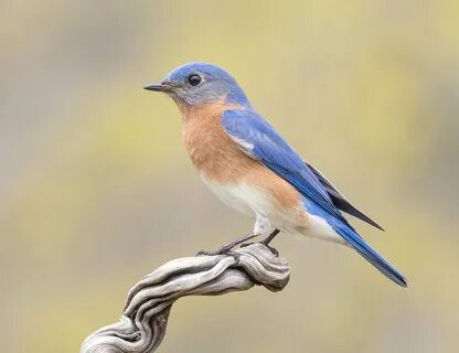 Bluebird
