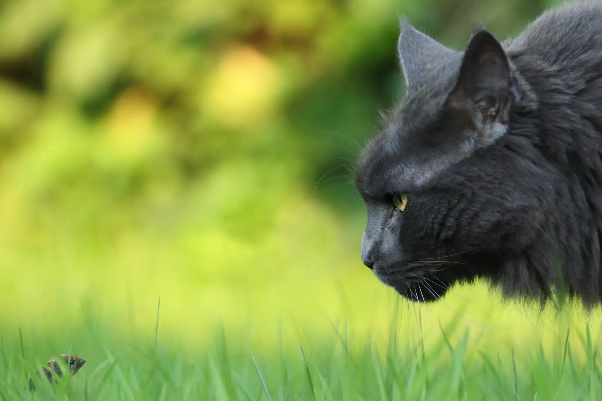 Cat field