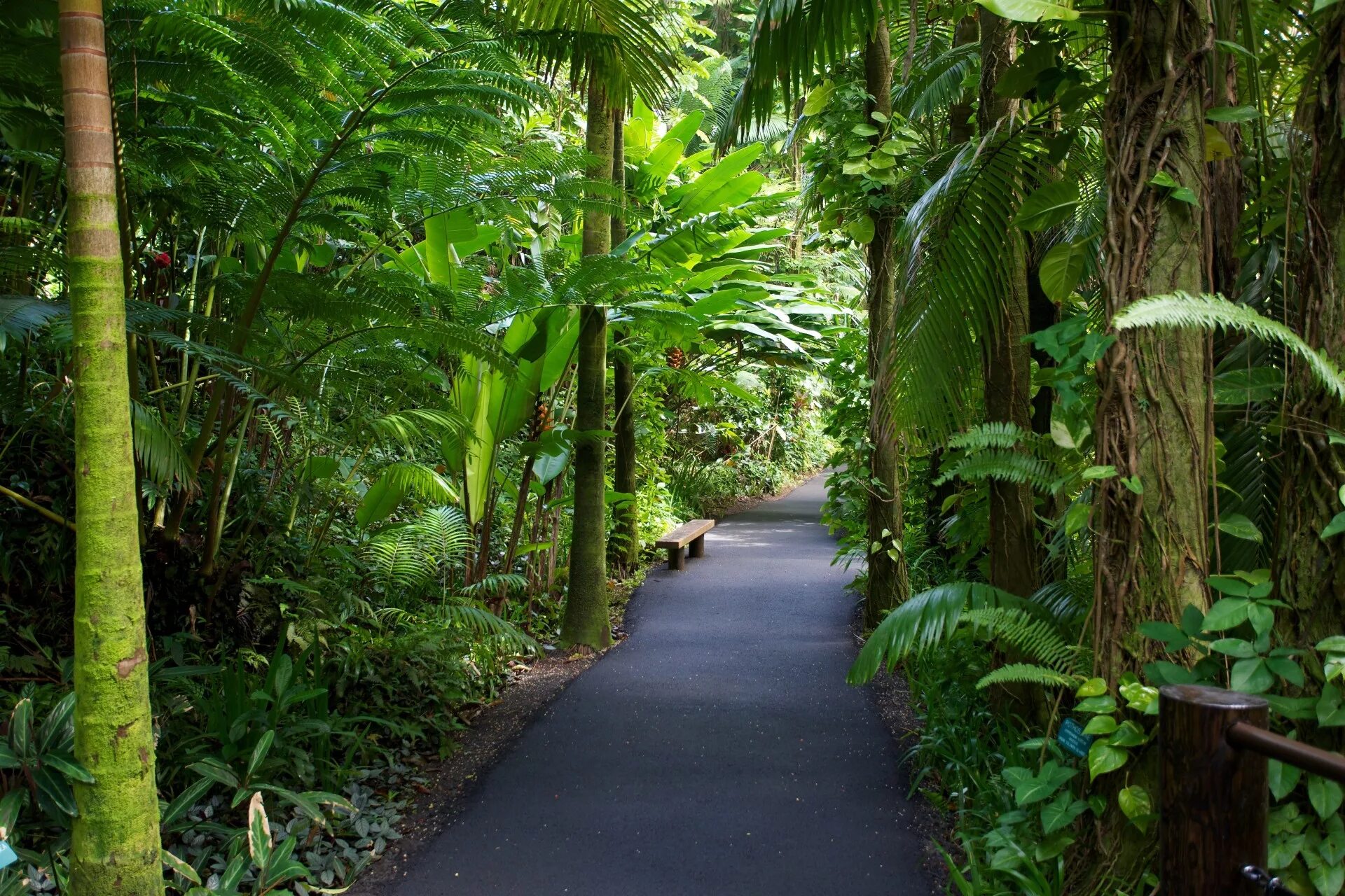 Тропический Ботанический сад Гавайи (. Хайнань Ботанический садсинлун». Отанический сад тропических растений “Синлун”. Тропический лес Хайнань. Сад джунгли