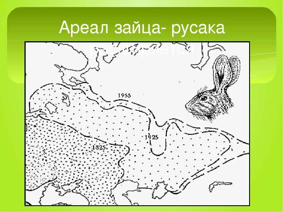 Ареал зайца русака. Ареал обитания воробья. Распространение зайца русака. Ареал зайца русака. Ареал зайца русака.