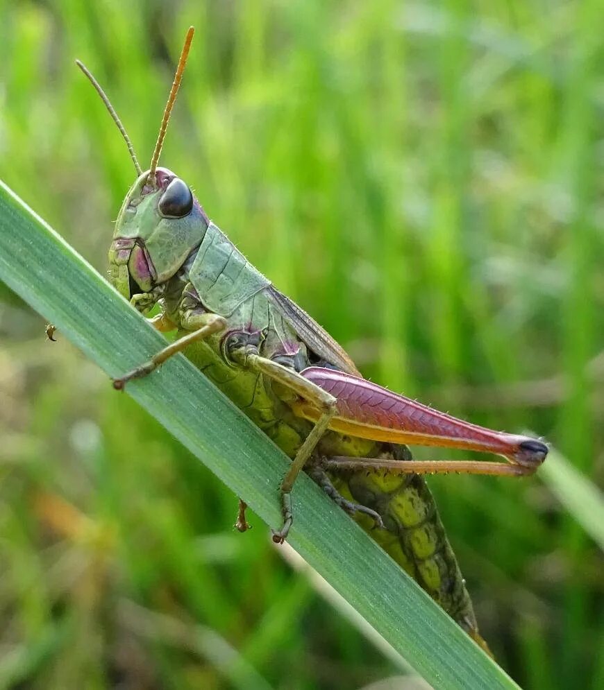Саранча насекомое. Зеленая кобылка кузнечик. Саранча, кузнечики, медведка. Кузнечик зеленый обыкновенный. Имаго кузнечика.