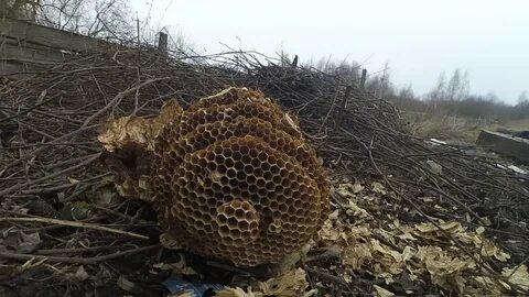 Сад шершни