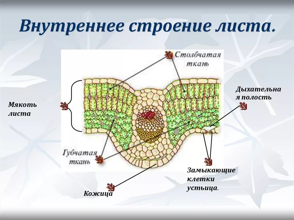 Урок биологии внешнее и внутреннее строение листа. Клеточное строение листа 6 класс биология. Схема внутреннего строения листа биология 6 класс. Клеточное строение листовой пластинки 6 класс биология. Внутреннее строение строение листа.