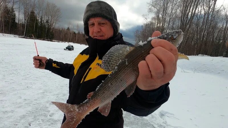 Рыбалка хариус зима. Рыба хариус сибирский. 5 кг. Хариус зима видео. Хариус зима видео.