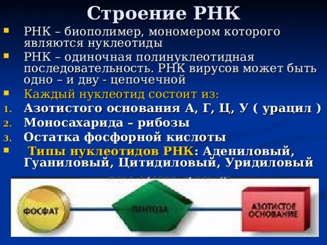 Вирусная рнк имеет последовательность нуклеотидов. Биополимер нуклеотида. Биополимеры РНК. РНК биологический полимер мономером которого является. Биополимеры которые состоят из мономеров нуклеотидов.