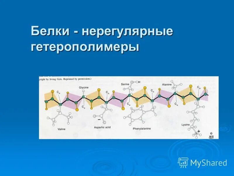 белки нерегулярные полимеры. строение биополимеров. белки нерегулярные полимеры. нерегулярные полимеры. белки нерегулярные полимеры.