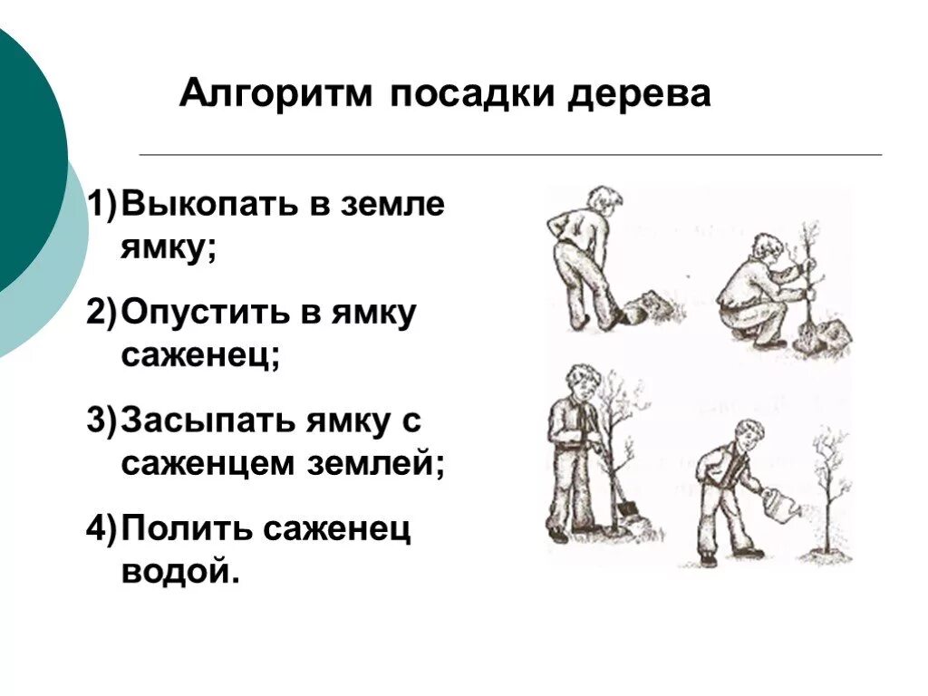 Алгоритм посадки дерева. Алгоритм посадки дерева в картинках. Линейный алгоритм посадки дерева. Составить алгоритм посадки дерева. Расставьте действия в нужном порядке алгоритм