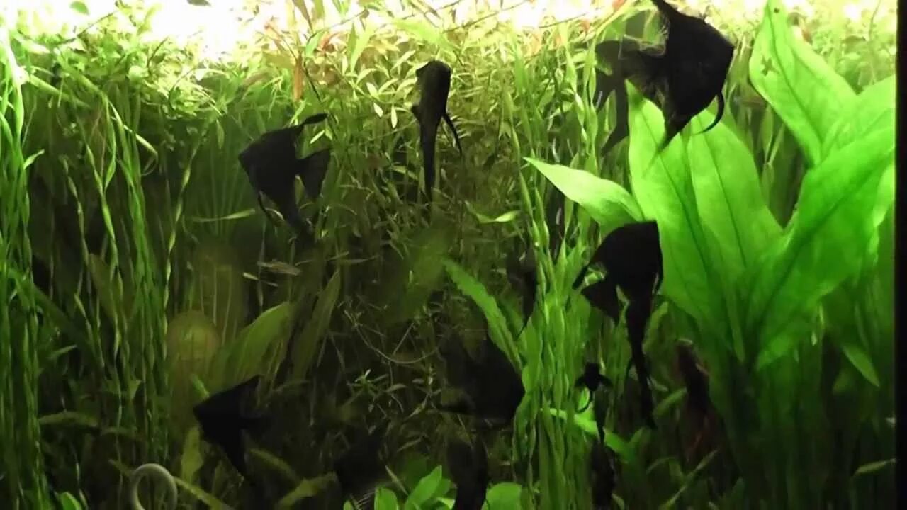 Съели скалярию