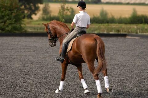 Flawless Flatwork Getting Started Horse And Rider.