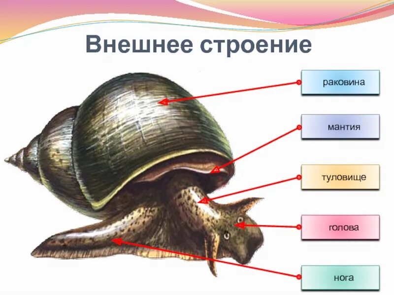 Класс брюхоногие строение тела. Тип моллюски класс брюхоногие моллюски. жаберные брюхоногие моллюски. внешнее строение раковины большого прудовика. брюхоногие моллюски мантийная полость.