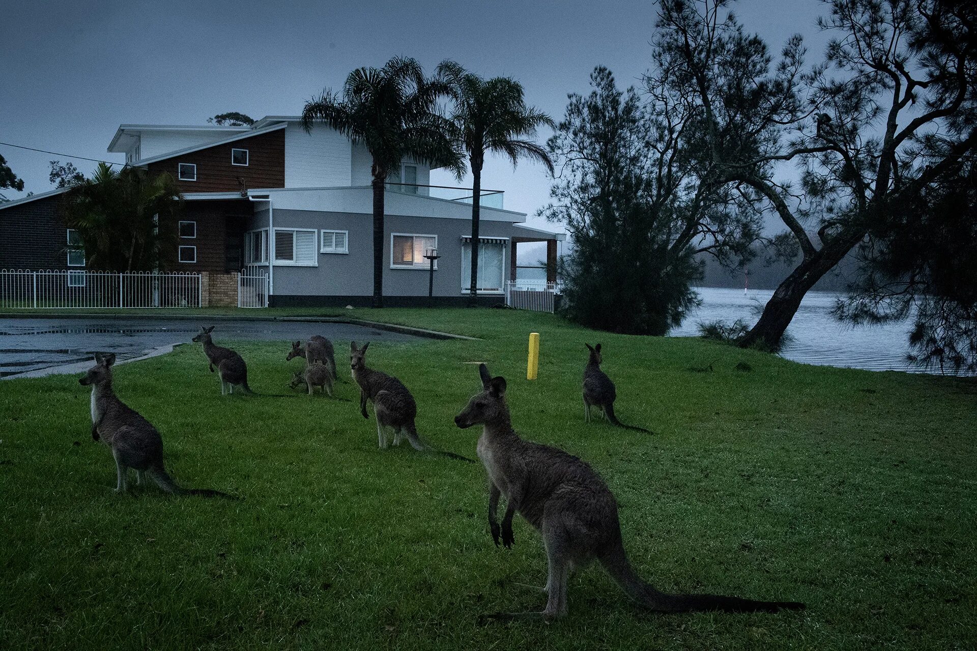 Сколько живет в австралии. Кенгуру в Австралии. Остров принадлежащий Австралии кенгуру. Элсон Австралия.