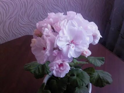 Уланова пеларгония