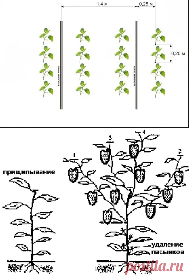 Нужно ли прищипывать перец. Перец формирование куста пасынкование. Перец формировка куста. Схема пасынкования перца в открытом грунте. Схема формирования болгарского перца.