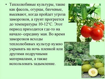Огурец к какой группе культурных растений относится