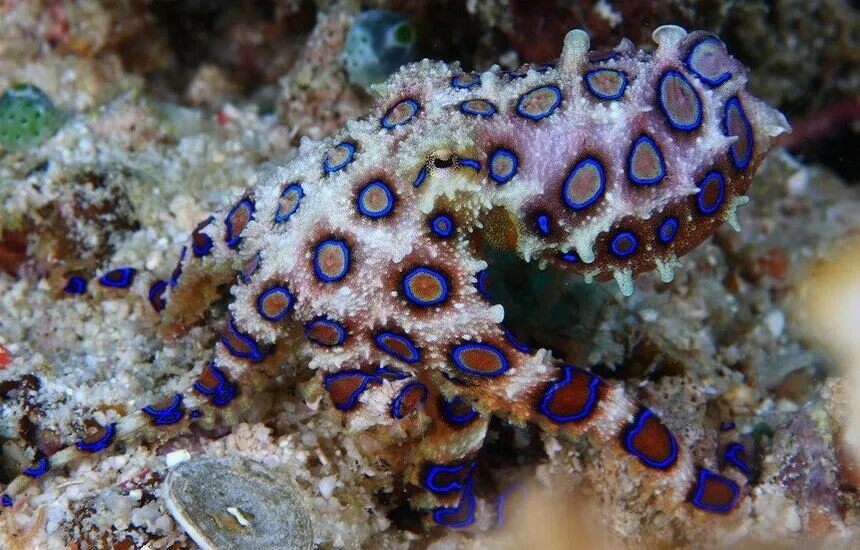 Бородавчатка рыба. Самое опасное морское. Самая ядовитая рыба бородавчатка. Мурена барракуда. Мурена мурена рыба собака.