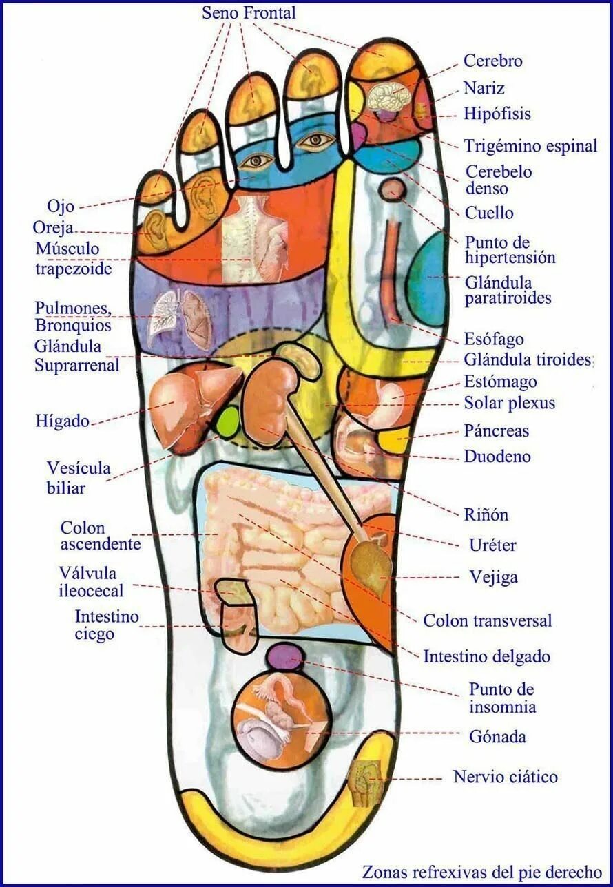 Точки на подошве ног. Проекция внутренних органов на стопе. Проекционные зоны внутренних органов на стопе. Точки проекции органов на стопе. Проекция органов на подошве стопы.