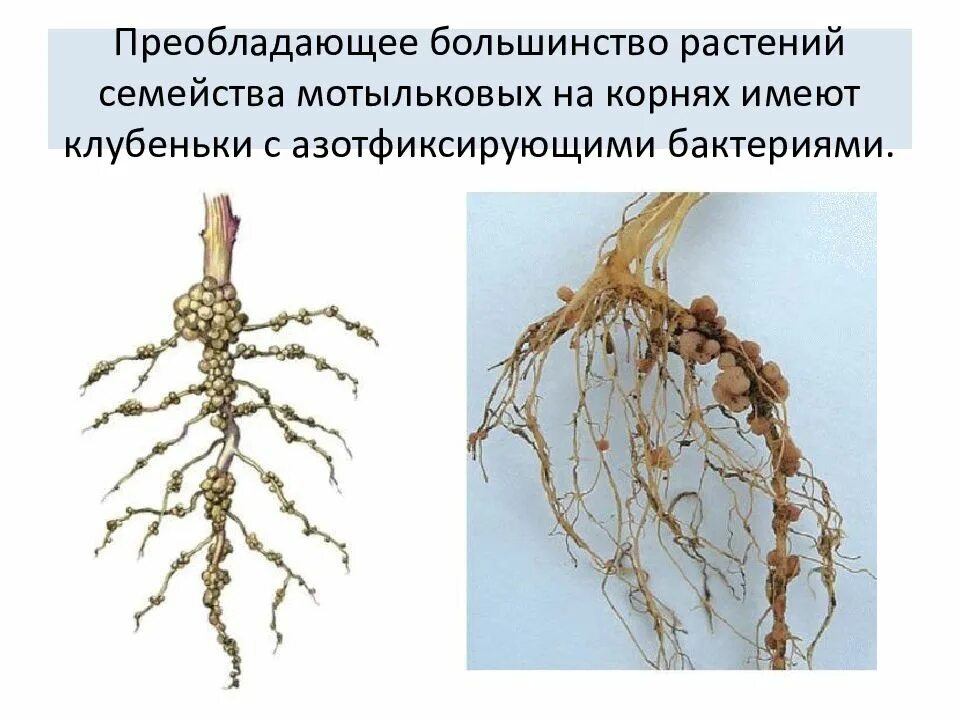 Бактериальные клубеньки бобовых. Азотфиксирующие клубеньки. Клубеньки бобовых растений. Азотфиксирующие бактерии симбионты. Клубенек гороха