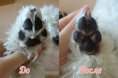 Шерсть на подушечках лап