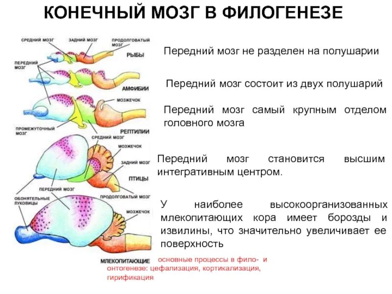 Эволюция коры головного мозга позвоночных. Филогенез головного мозга позвоночных таблица. Развитие коры головного мозга в филогенезе. Корковые концы анализаторов головного мозга.