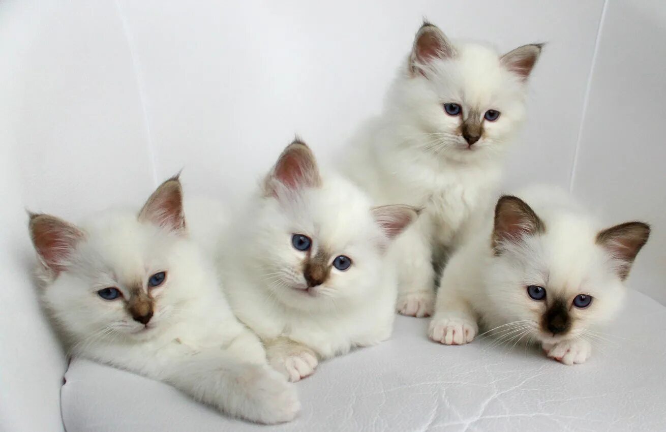 Котики разных видов. Котики разных видов