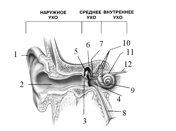 Тест орган слуха слуховой анализатор. Строение уха 8 класс биология. Строение уха человека анатомия схема. Строение слухового анализатора ЕГЭ. Слуховой анализатор анатомия.