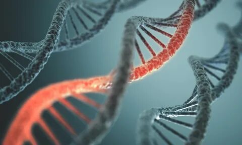 Как РНК взаимодействует с ДНК 