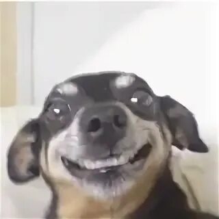49 Good Puppers That Learned They Should Never Mess With Bees Funny dog pictures