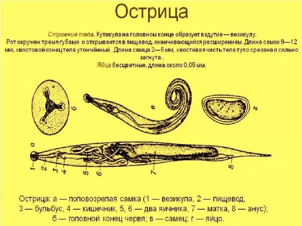 Передний и задний конец червя. Острица детская приспособления к паразитизму. Острицы круглых червей. Острица человеческая строение. Острица паразитология.