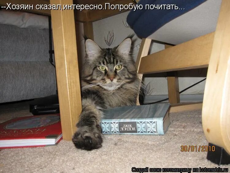 хозяин говорящей. хозяин говорящей. картинка о том что сукааа. кот говорит а мем. хозяин говорящей.