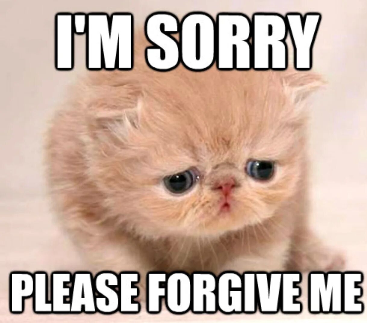 He forgive me. Котенок Мем. Мемы с котятами. Sorry Мем. Айм сорри Мем.