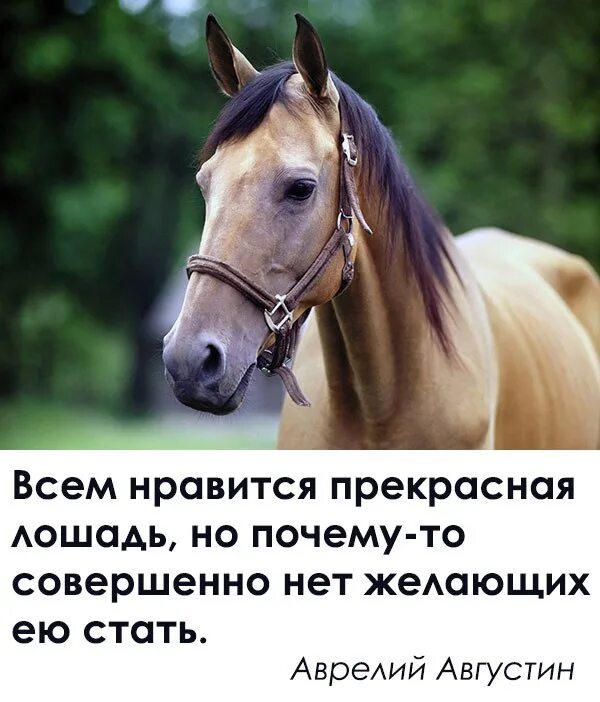 Почему любят лошадей. Про лошадку афоризмы. цитаты про лошадей. высказывания о лошадях. цитаты про коней.
