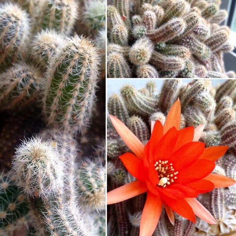 маммиллярия столбовидная. кактусы комнатные цветущие. кактус эхинопсис в природе. эхинокактус кактусовые. опунция кактус цереус.