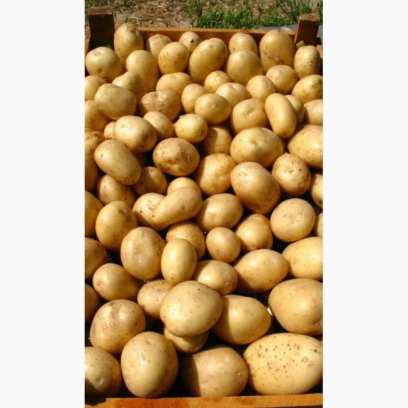 Интернет магазин картофель почтой. Семена картофеля почтой. Семеноводство картофеля. Картофель на почте. Семена картошки почтой.