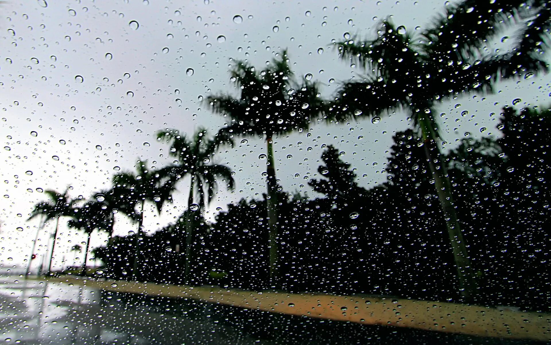 Ливень и пальмы. Пальмы дождь. Пальмы под дождем. Ливень.