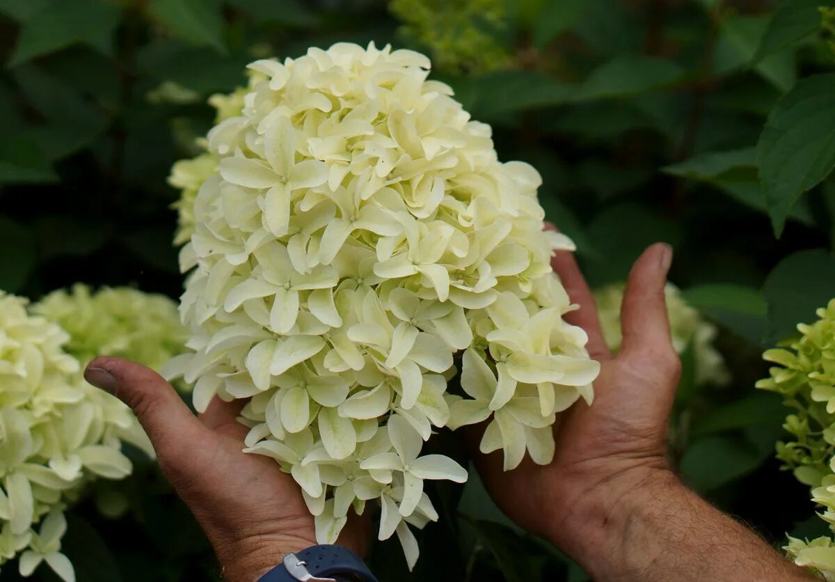 Питомник интернет магазин гортензии. Hydrangea paniculata Skyfall.