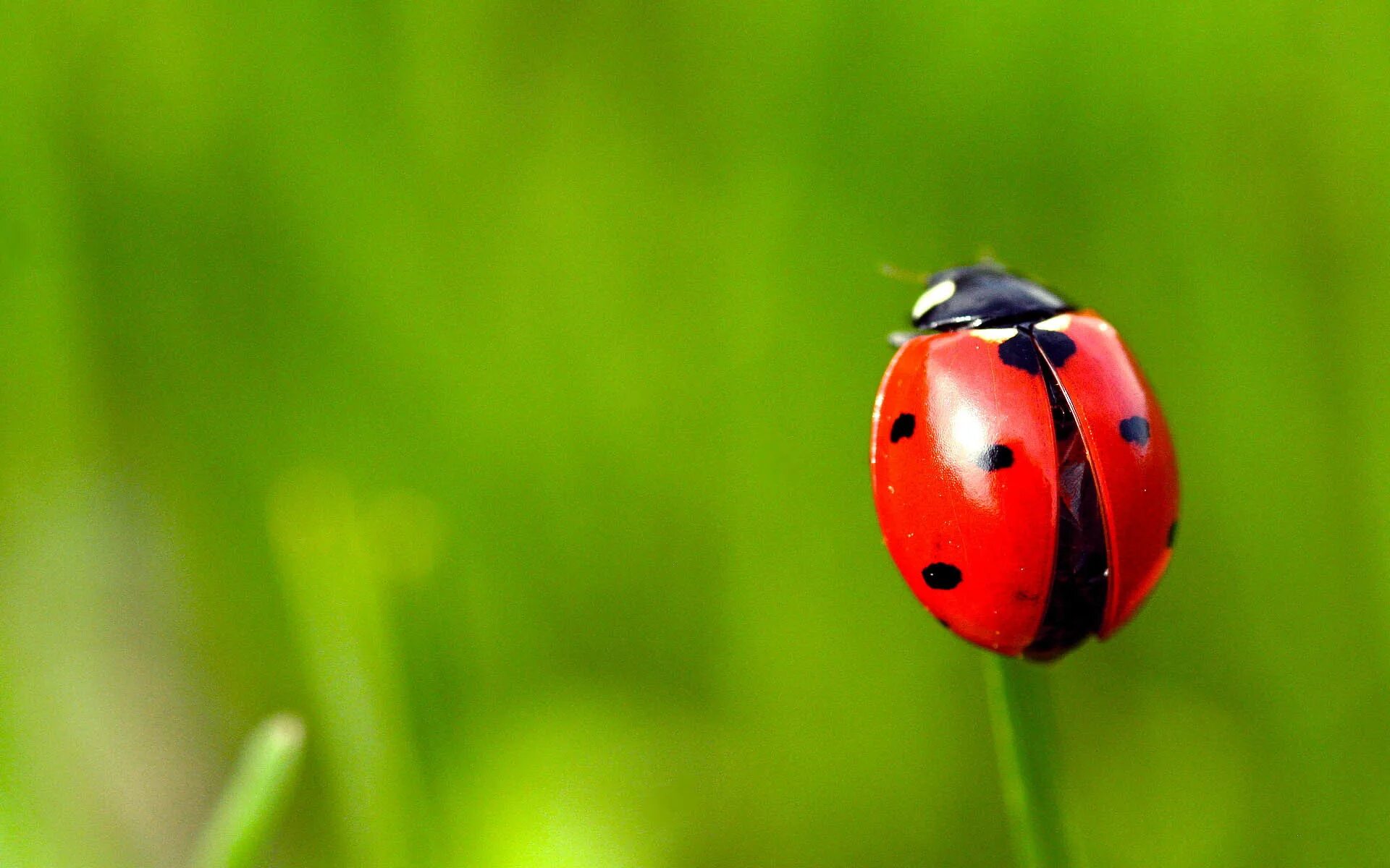 Божья коровка обои. Австралийская Божья коровка. Жук Божья коровка. Ladybird Божья коровка. Bojhia karovka.