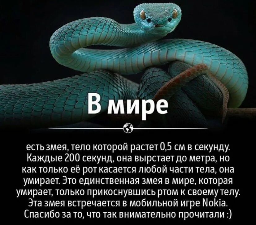 Встретить змею новелла. Ядовитые змеи на валдае. Манга encounter  snake. Правила поведения при встрече со змеей. Встретить змею читать.