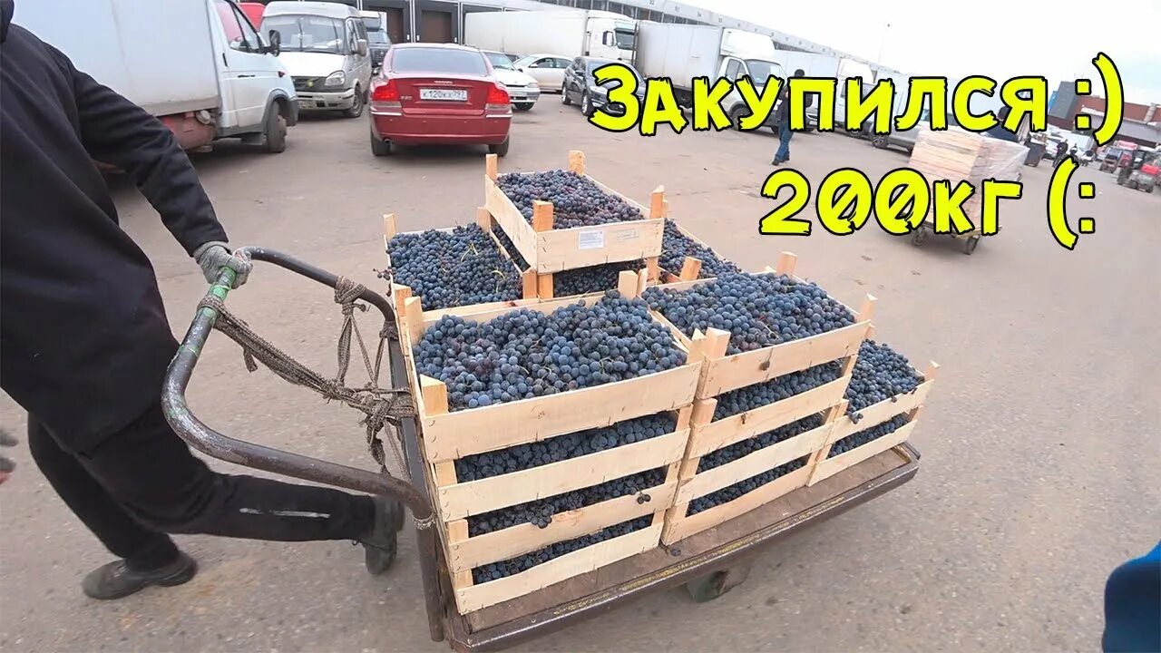 10 килограмм винограда. Килограмм винограда. Фото 100 килограмм винограда. 1 Кг винограда.