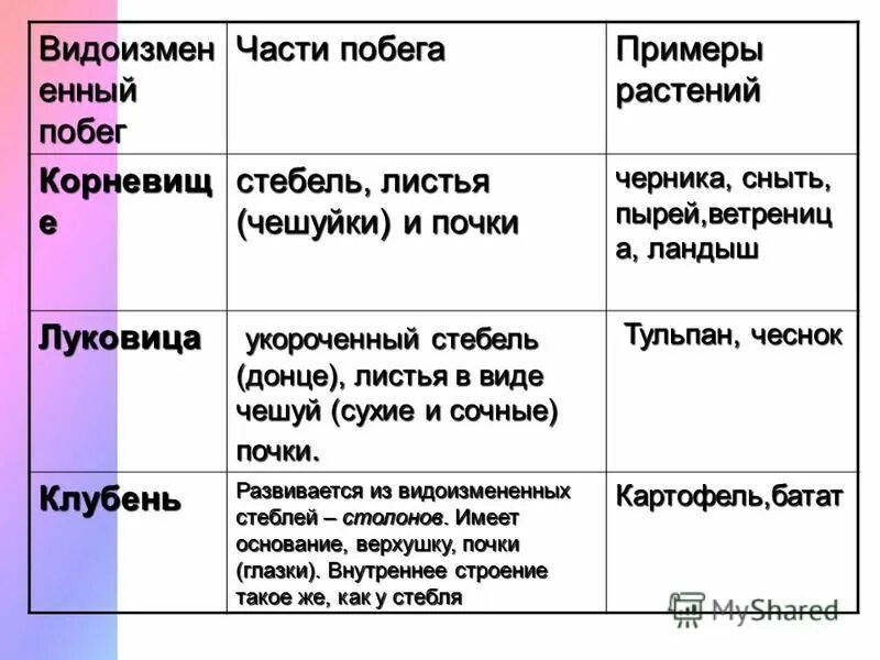 Видоизменение побега растения черника.