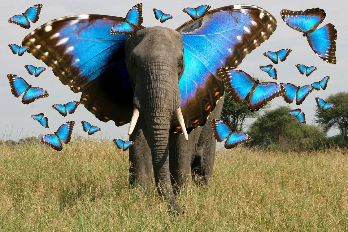 Elephant butterfly. Слон с крыльями. Слоны и бабочки. Летающие слоны. Слон с крыльями бабочки.