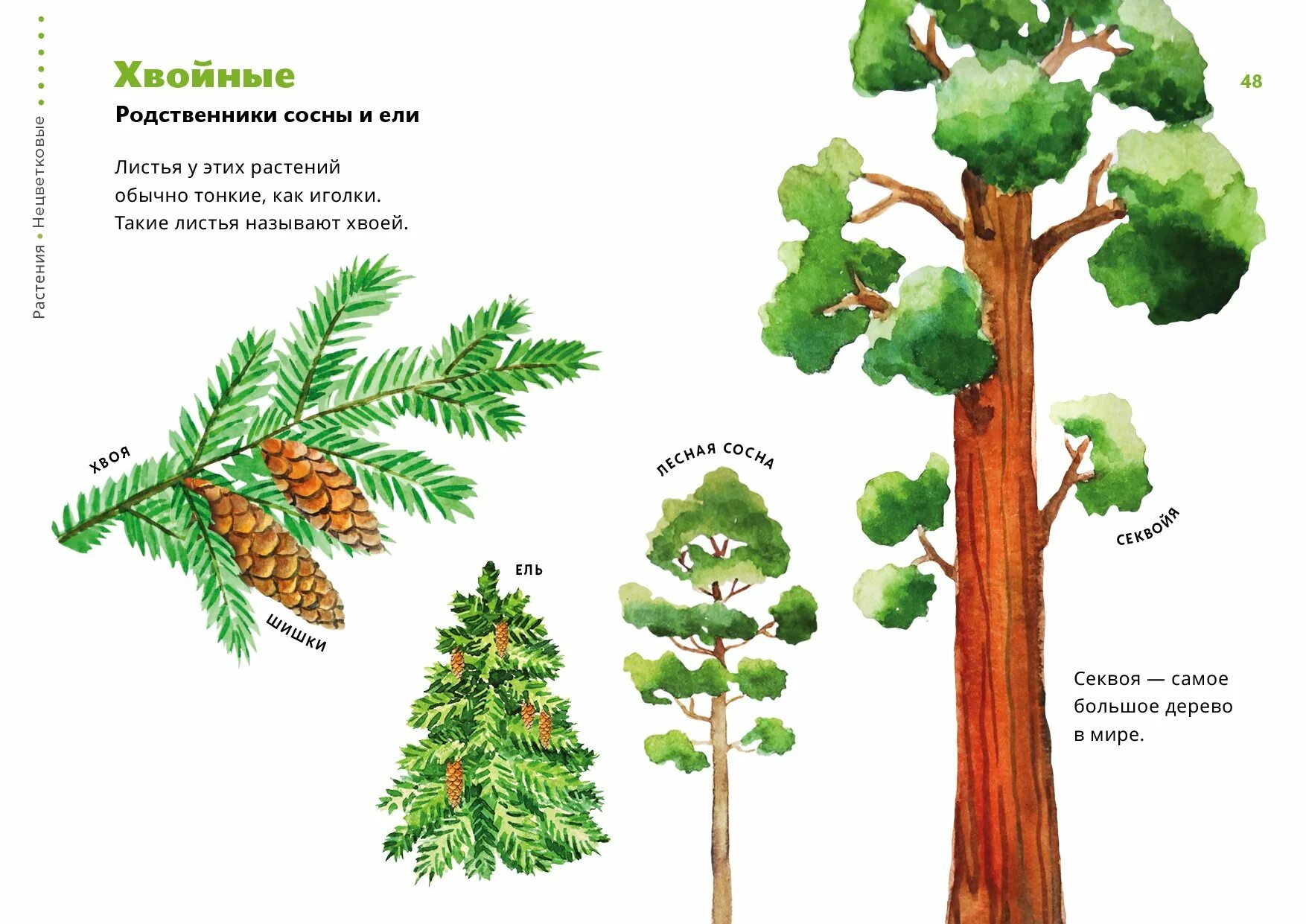 Хвойные для детей. Секвойя вечнозелёная хвойные. Секвойя дерево шишки. Секвойя дерево листья. Секвойя вечнозелёная листья.