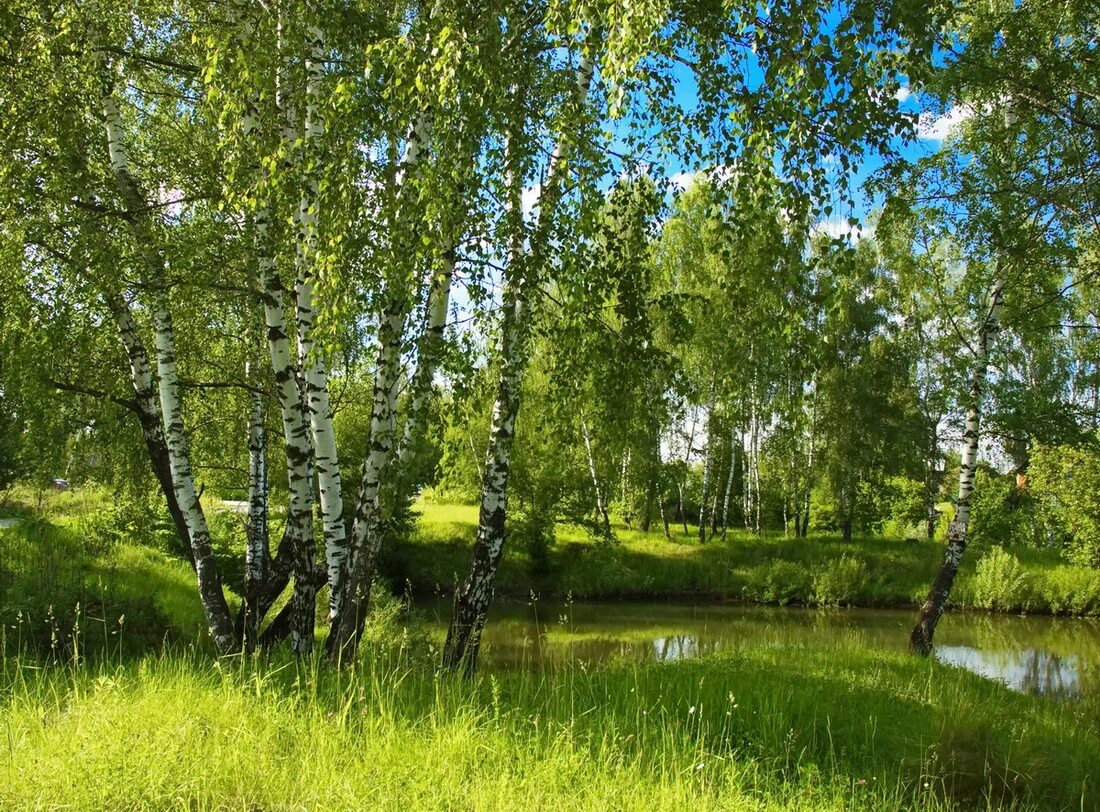 Березовая роща Таруса. Пейзаж береза Березовая роща озеро. Березовая роща Алтайский край. Берёзовая роща и река