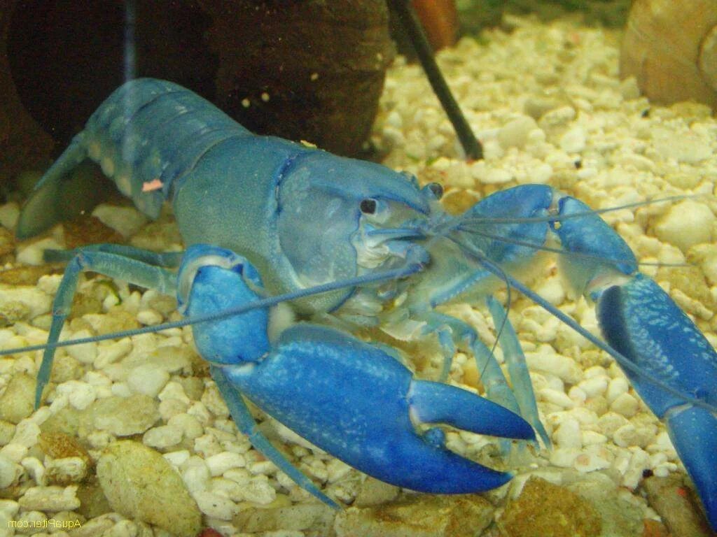 Кубинский рак. Procambarus alleni синий Флоридский рак.. Procambarus Cubensis. Флоридский Омар. Ябби.